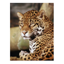 Jaguar Postcard postcards