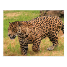 Jaguar Postcard