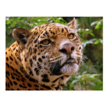 Jaguar Postcards