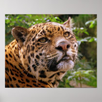 Jaguar Poster