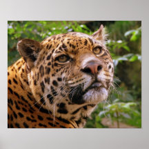 Jaguar Poster