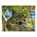 Jaguar Print