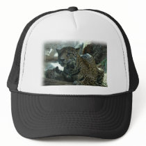 JAGUAR - PROTECTIVE MOTHER AND KITTEN hats