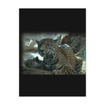 JAGUAR - PROTECTIVE MOTHER AND KITTEN POST CARD
