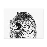 Jaguar Roaring Postcard