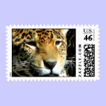 Jaguar stamp stamps