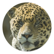 Jaguar stickers by mlane53 Jaguar stickers