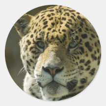 Jaguar Stickers