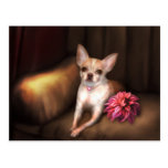 Jaguarwoman's "Chihuahua Portrait I" Post Cards