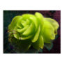 rose, green, jaipur, pendant, jewelry, flower,