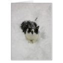 Jake in snow cards