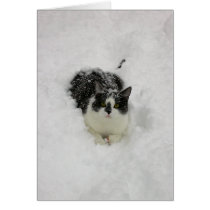 Jake in snow cards