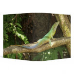 Jamaican Green Lizard 3 Ring Binders