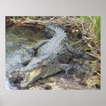 Jamaica Crocodiles