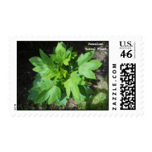 Jamaican Sorrel Plant Postage
