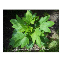 Jamaican Sorrel Plant Postcard