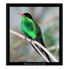 postcard - Jamaican Streamertail Hummingbird
