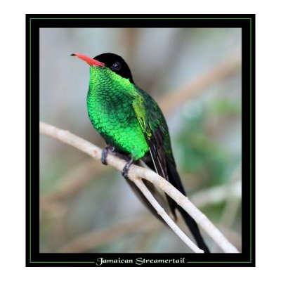 Jamaican Streamertail Print by craftworker