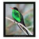 Jamaican Streamertail posters
