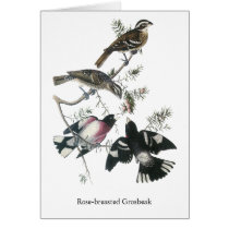 James Aubudon Rose-breasted Grosbeak Greeting Cards
