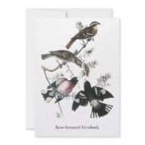 James Aubudon Rose-breasted Grosbeak Personalized Announcement