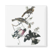 James Aubudon Rose-breasted Grosbeak Refrigerator Magnet