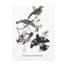 James Aubudon Rose-breasted Grosbeak Post Card