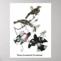 James Aubudon Rose-breasted Grosbeak Posters