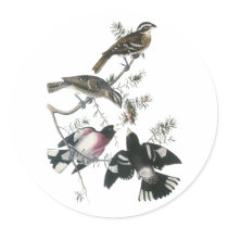 James Aubudon Rose-breasted Grosbeak Stickers