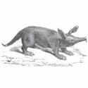James Johonnot - Aardvark t-shirts