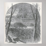 James Johonnot - Beavers and Dam posters
