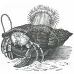 James Johonnot - Hermit Crab Polo Shirt