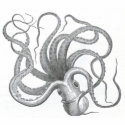 James Johonnot - Octopus t-shirts