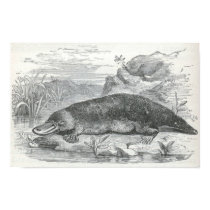 James Johonnot - Ornithorhynchus - Platypus Folio posters by LisasLair James Johonnot - Ornithorhynchus - Platypus Folio posters