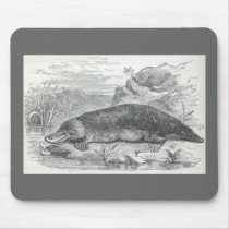 James Johonnot - Ornithorhynchus - Platypus mousepads by LisasLair James Johonnot - Ornithorhynchus - Platypus mousepads