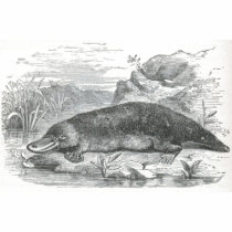 James Johonnot - Ornithorhynchus - Platypus t-shirts