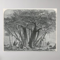 James Johonnot - The Banyan Tree Poster