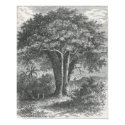 James Johonnot - The Baobab Tree posters by LisasLair James Johonnot - The Baobab Tree posters