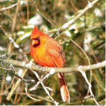 Jan_22_2007_WOW_Close_Up_Male_Cardinal_Side_Of_Hou photo sculptures