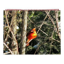 Jan_24_2007_Male_In_Tree_Sidedoor_A calendars