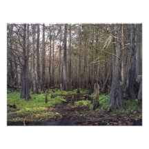 Jane Green Creek Swamp #1. Osceola County, Florida Photo
