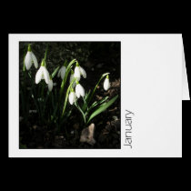 January cards by ickledink January cards