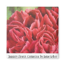 "January Flower: Carnation" magnets by JanaeLehto "January Flower: Carnation" magnets