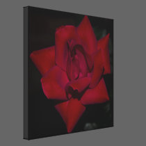 January Rose canvas prints