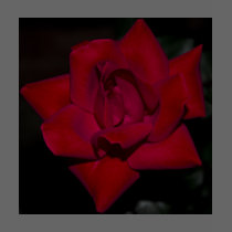 January Rose t-shirts