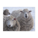 January Two Sheep Faces Postcard