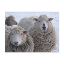 January Two Sheep Faces postcards by JustPretty January Two Sheep Faces postcards