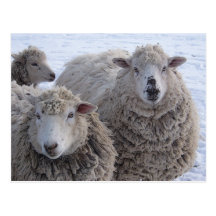 January Two Sheep Faces Postcard