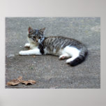 January Wild Kitten Prints
