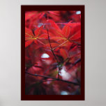 Japanes Maple Print